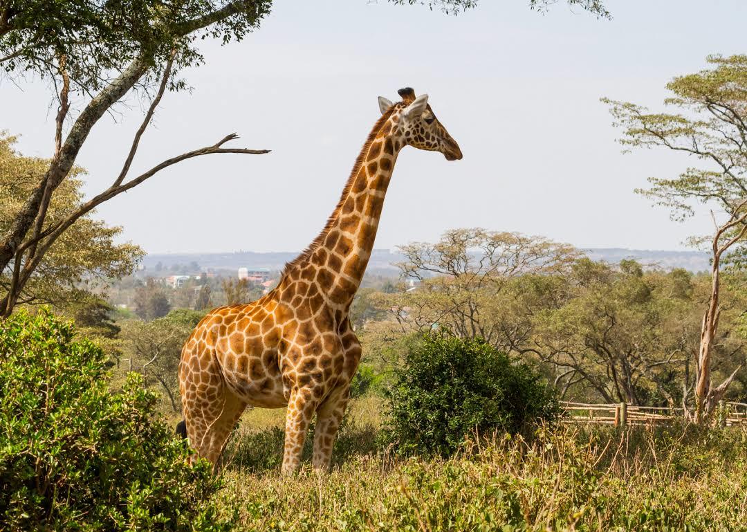 Giraffe Centre