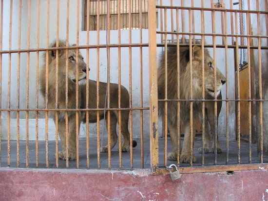 The Zoo