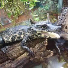 Happ's Reptilienzoo