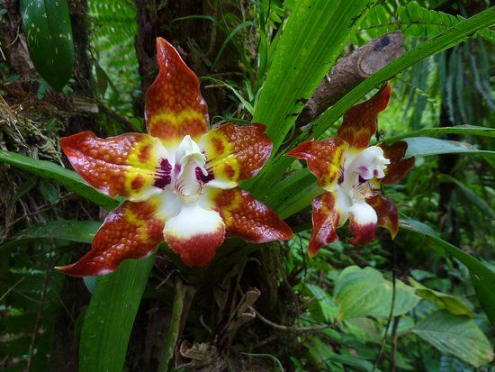 Nectandra Cloud Forest Garden