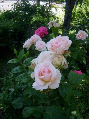 Royce Rose Garden