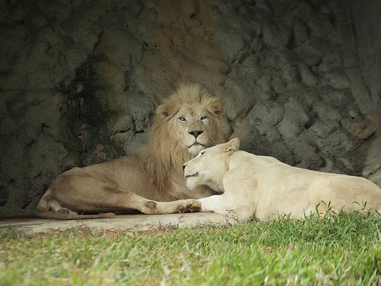 Bukit Gambang Safari Park
