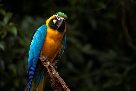Birds of Eden
