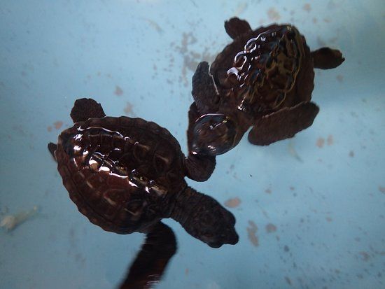The Turtle Project