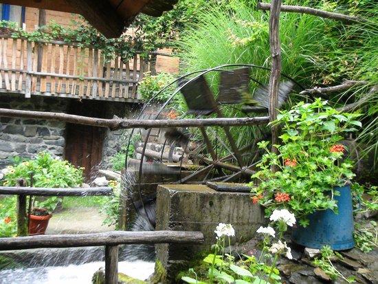 Salus Fishpond