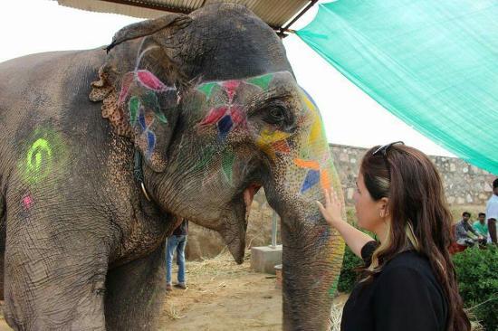 Elephant Joy