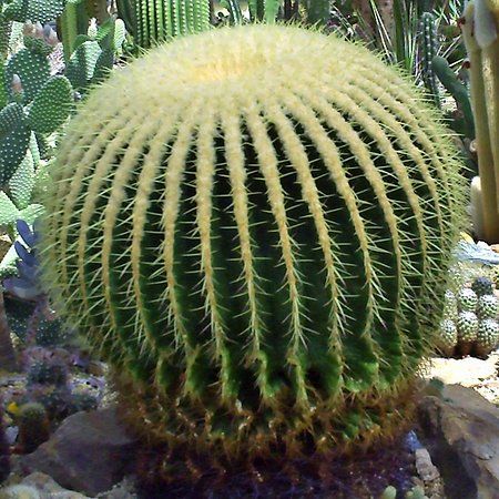 Cacti Pavilion