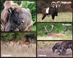 Kosta Safaripark