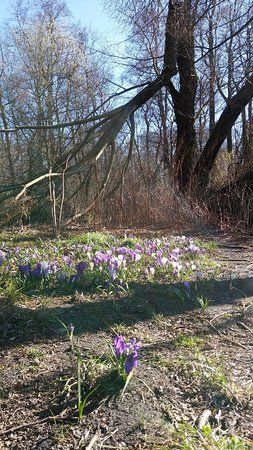 le Parc de Jungfernheide