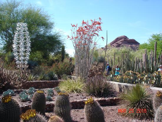 Jardín Botánico del Desierto