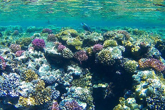 Sha'ab Marsa Alam