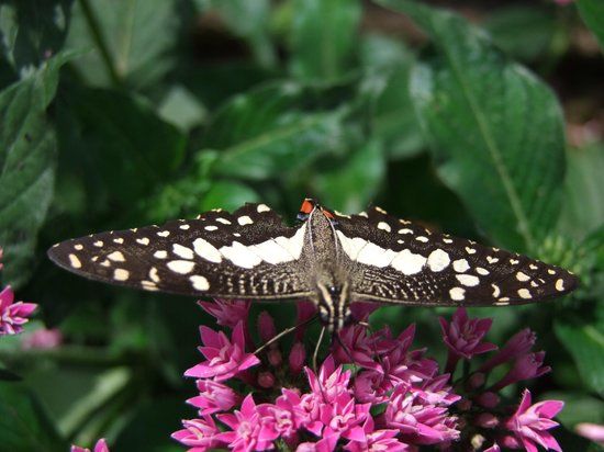 Melaka Butterfly and Reptile Sanctuary