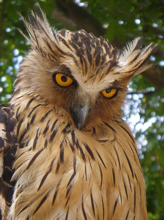 Penang Bird Park