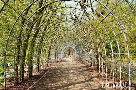 Hornbeam Walk