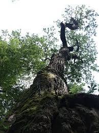 Boleslaw Oak