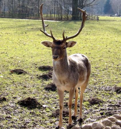 Wildpark Leipzig