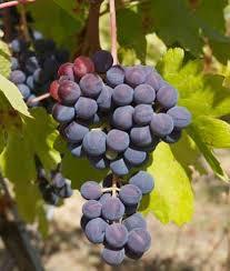 Winery La Melonera