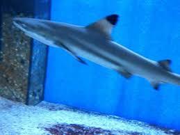 Oceanarium