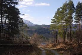Forêt de Loch Ard