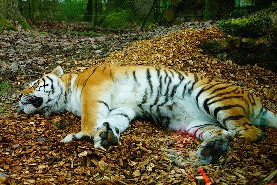 Thoiry ZooSafari