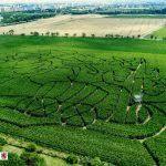 Maislabyrinth Erfurt