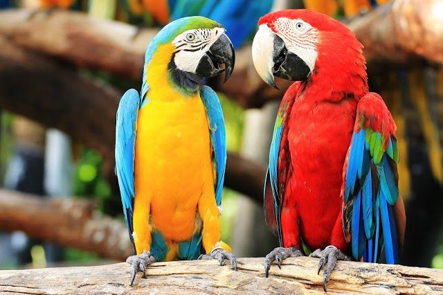 Bird Gardens