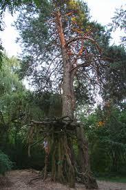 Pine on stilts