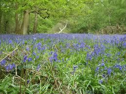 Whippendell Wood