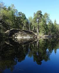 Vittjarn