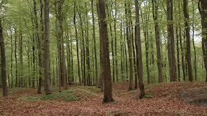 Bokeskogen