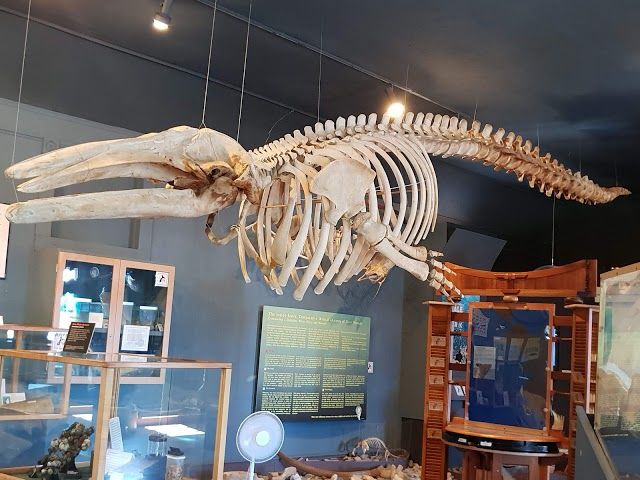 Whale Museum