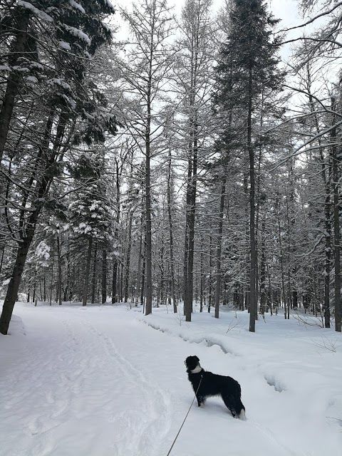 Parc John-H. Molson