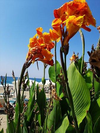 Ophelia Beach