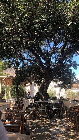 The Carob Tree