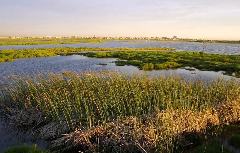 Table Bay Nature Reserve