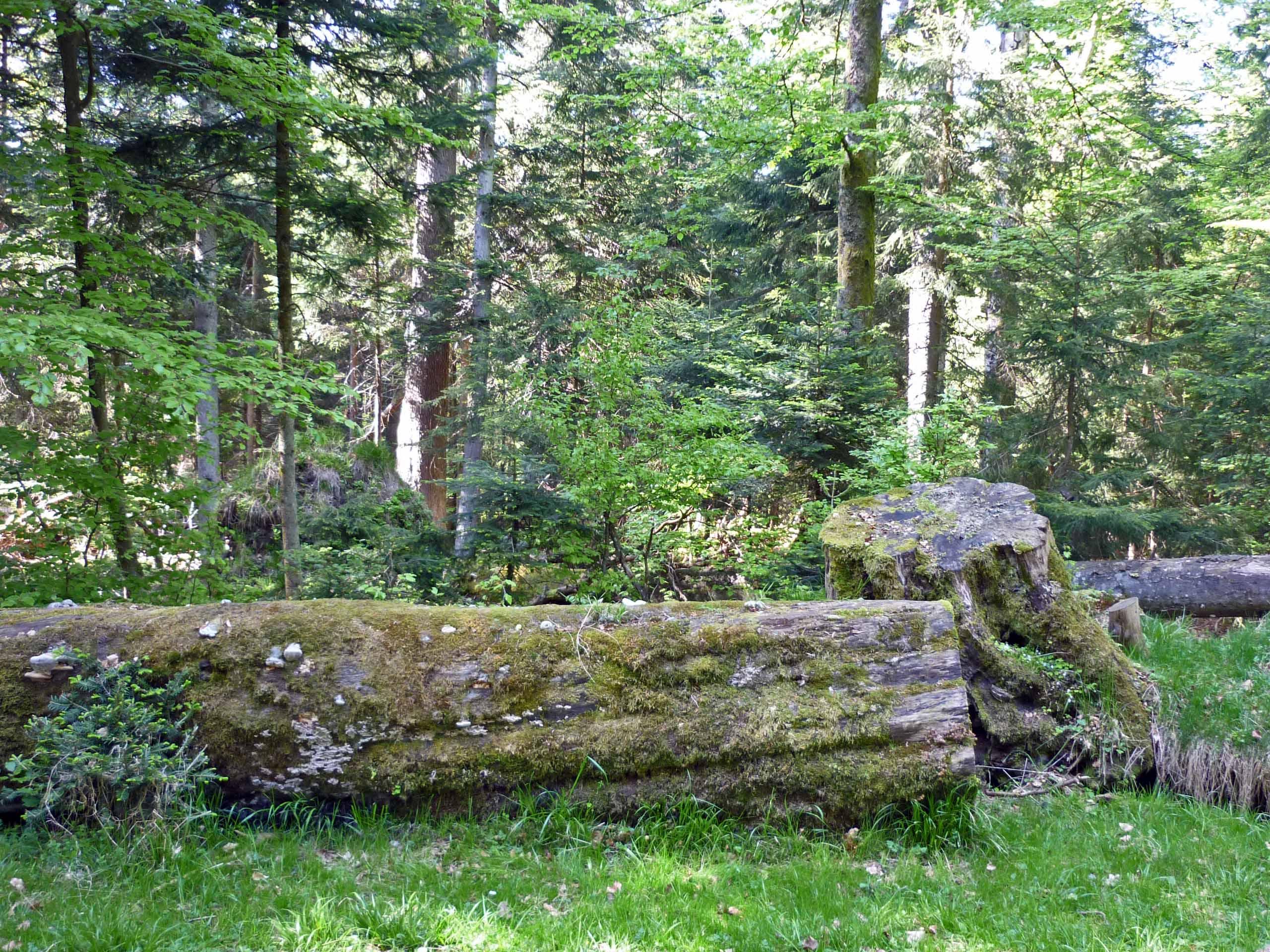 Wildseemoor