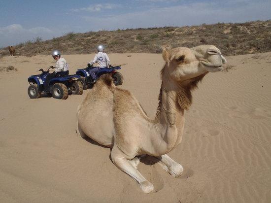 Palma Quad