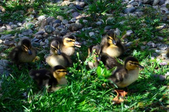 Rosa Burn Ducks