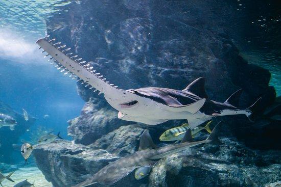 Sea Life Bangkok Ocean World