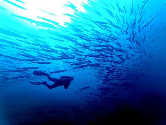 Diving Dragonera
