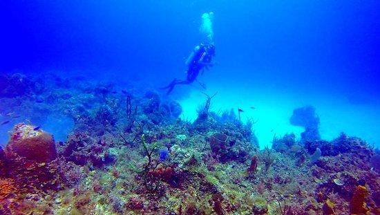 Negril Adventure Diver