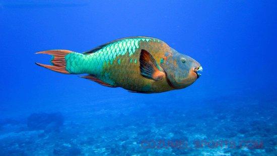Cozumel Sports