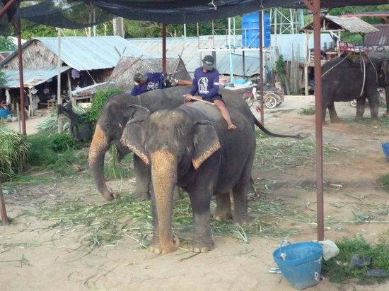 Kinnaree Elephant Trekking Tours