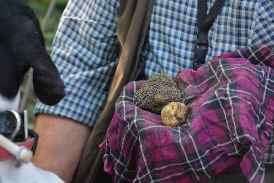 Truffle Tour