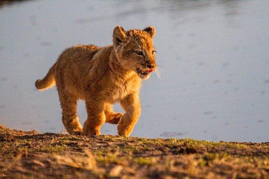 WildEarth Expeditions
