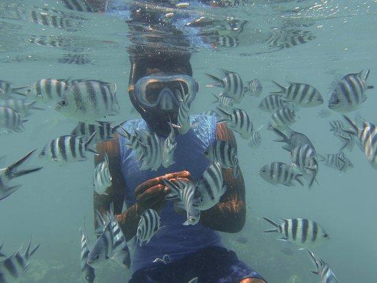Furaha Snorkeling and Taxi Trips