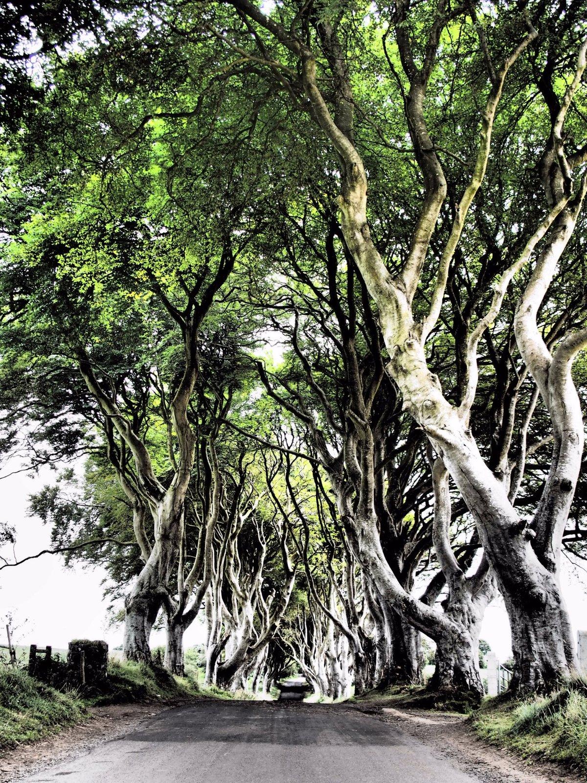 The Dark Hedges