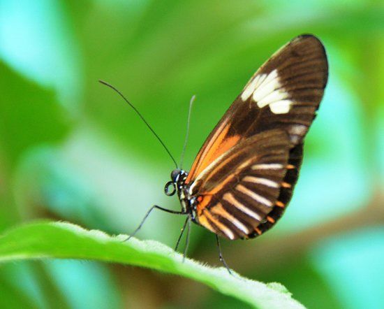 Nathaly Butterfly Garden