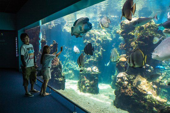 Aquarium des Lagons Nouvelle Caledonie