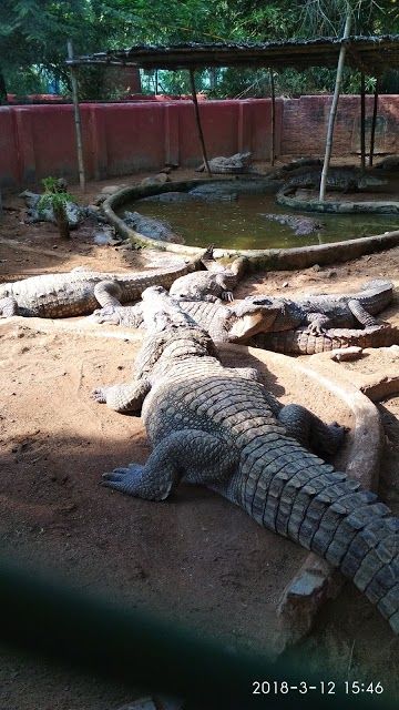 Chennai Snake Park